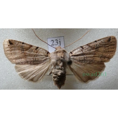 Agrochola litura (Linnaeus, 1758) Źrenicówka przecinkówka Czech23j